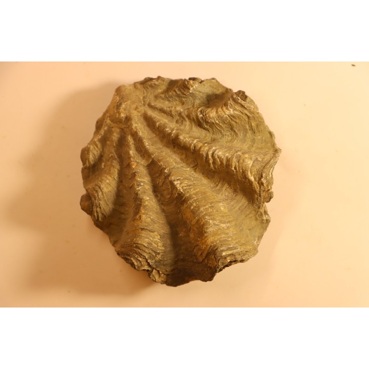 Ostrea nicaisei - Coniacien - south América