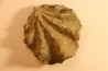 Ostrea nicaisei - Coniacien - south América