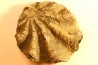 Ostrea nicaisei - Coniacien - south América