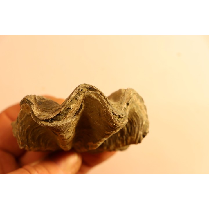 Ostrea nicaisei - Coniacien - south América