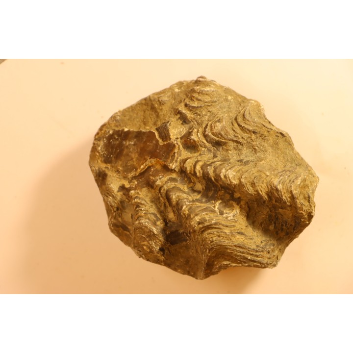 Ostrea nicaisei - Coniacien - south América