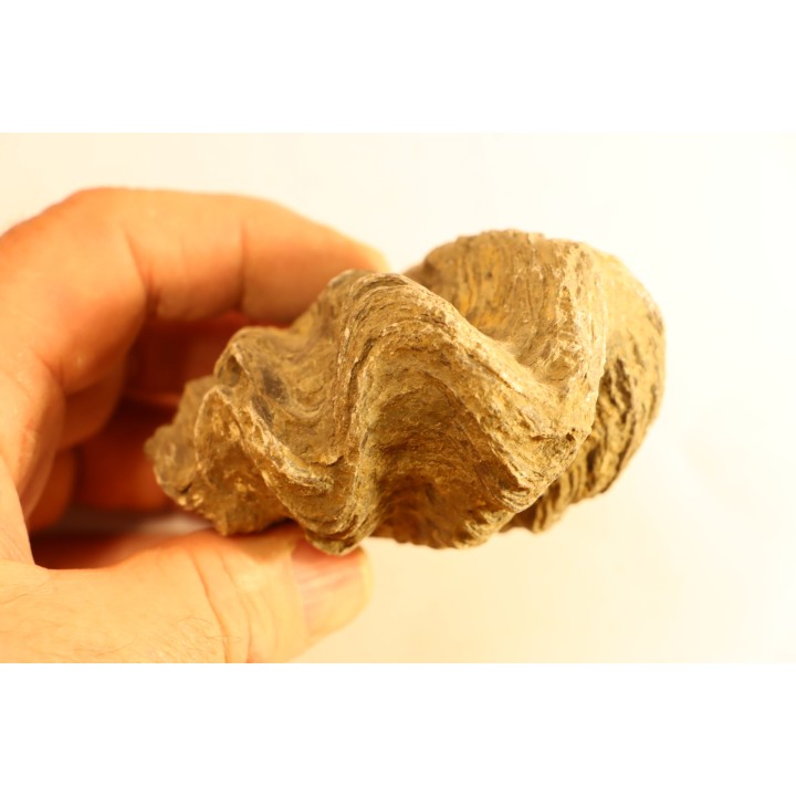 Ostrea nicaisei - Coniacien - south América