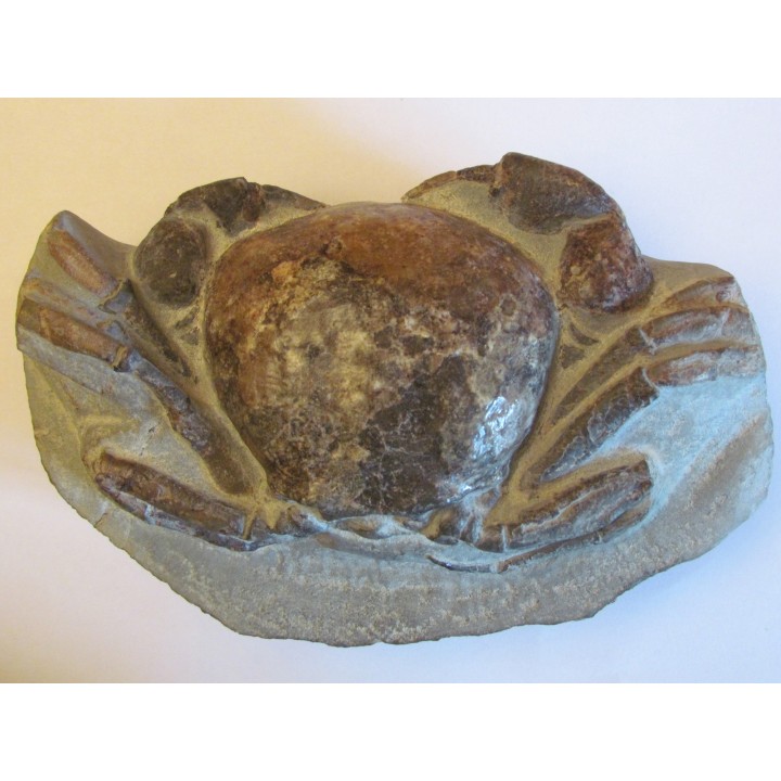 Tumidocarcinus Giganteus