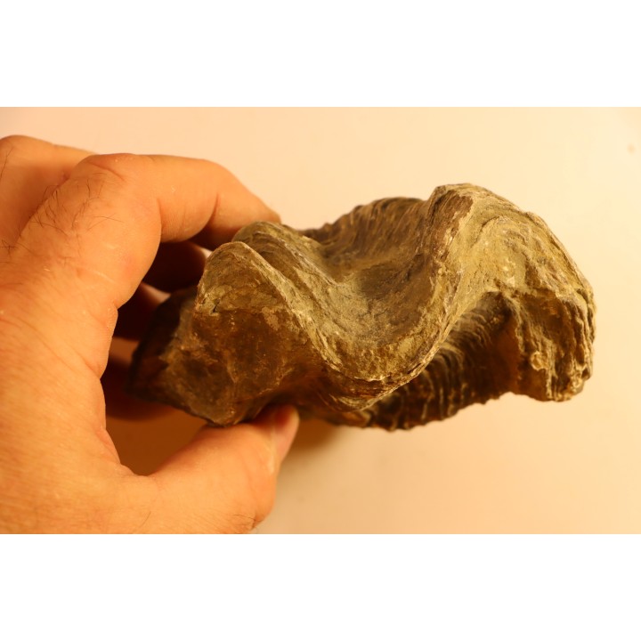 Ostrea nicaisei - Coniacien - south América