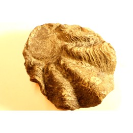 Ostrea nicaisei - Coniacien - south América