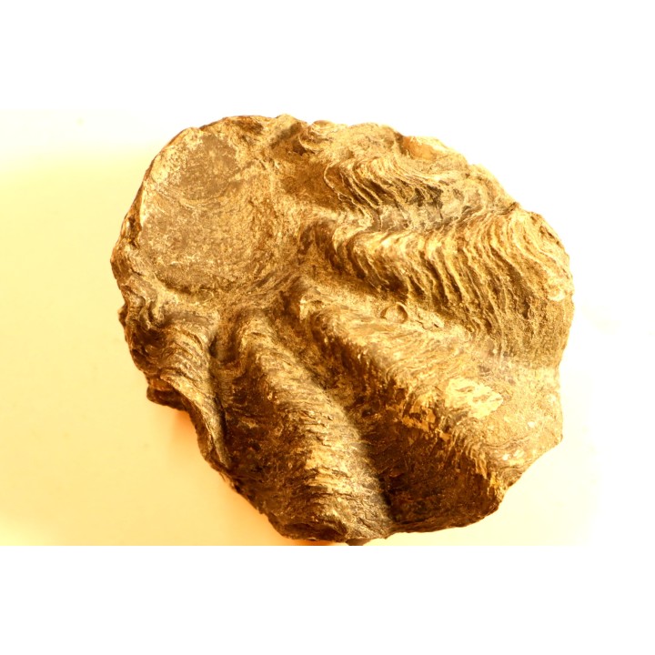 Ostrea nicaisei - Coniacien - south América