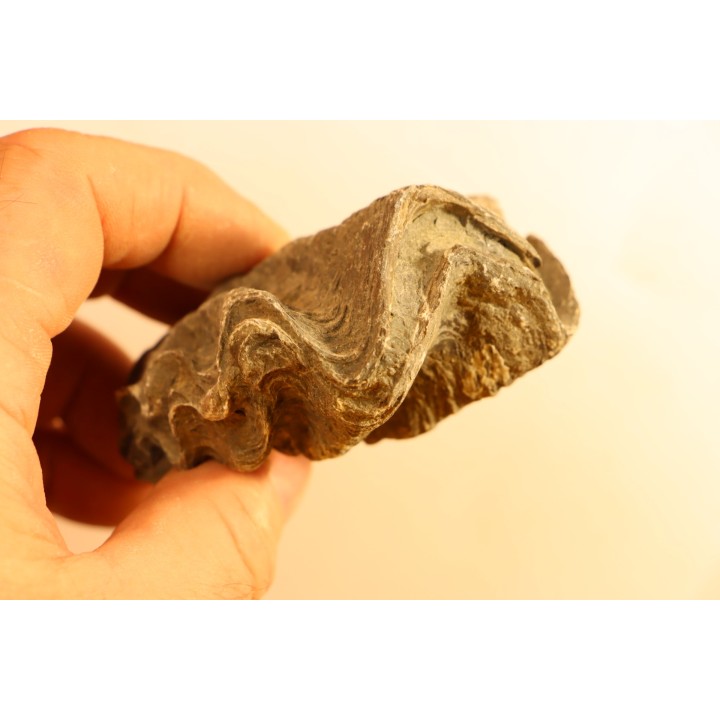 Ostrea nicaisei - Coniacien - south América