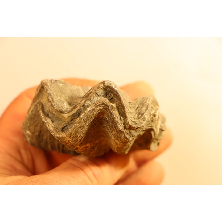 Ostrea nicaisei - Coniacien - south América