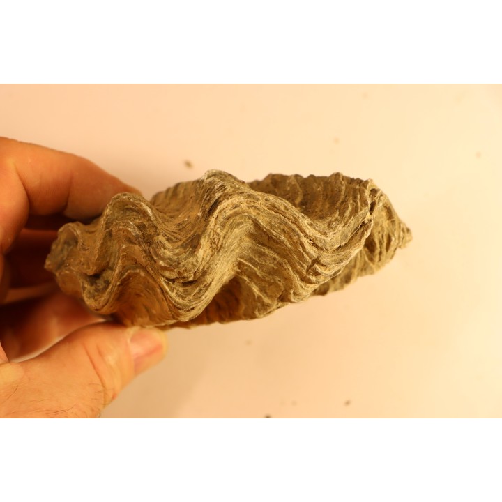 Ostrea nicaisei - Coniacien - south América