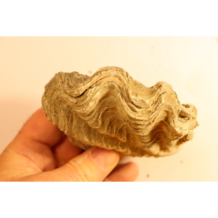 Ostrea nicaisei - Coniacien - south América