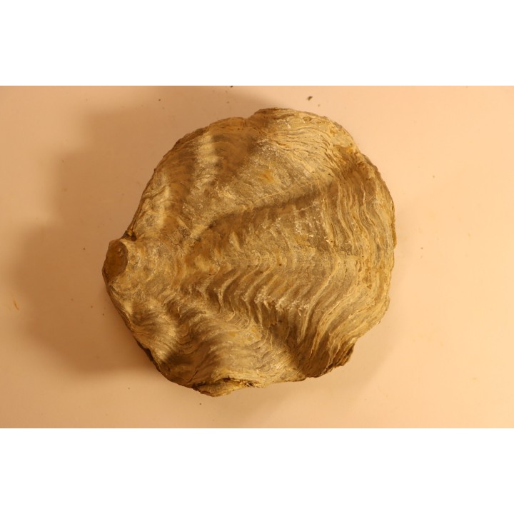 Ostrea nicaisei - Coniacien - south América