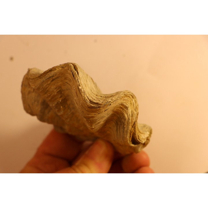 Ostrea nicaisei - Coniacien - south América