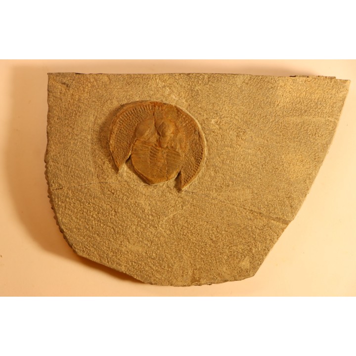 Trilobite aveugle: Declivolithus titan - ordovicien – Jbel Tijarfaiouine, MAROC