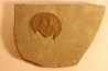 Trilobite aveugle: Declivolithus titan - ordovicien – Jbel Tijarfaiouine, MAROC