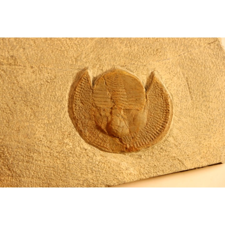 BLIND TRILOBITE: Declivolithus titan - ordovician - Ktaoua Fmt - Jbel Tijarfaiouine, MOROCCO