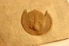 Trilobite aveugle: Declivolithus titan - ordovicien – Jbel Tijarfaiouine, MAROC