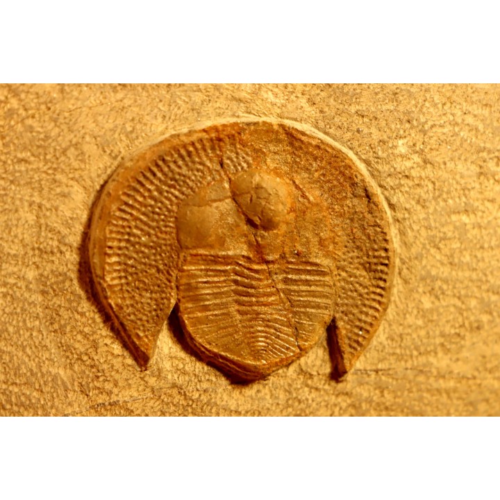Trilobite aveugle: Declivolithus titan - ordovicien – Jbel Tijarfaiouine, MAROC