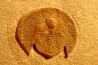 BLIND TRILOBITE: Declivolithus titan - ordovician - Ktaoua Fmt - Jbel Tijarfaiouine, MOROCCO