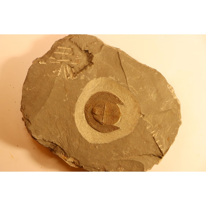 Trilobite aveugle: Declivolithus titan - ordovicien – Jbel Tijarfaiouine, MAROC