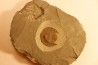 Trilobite aveugle: Declivolithus titan - ordovicien – Jbel Tijarfaiouine, MAROC