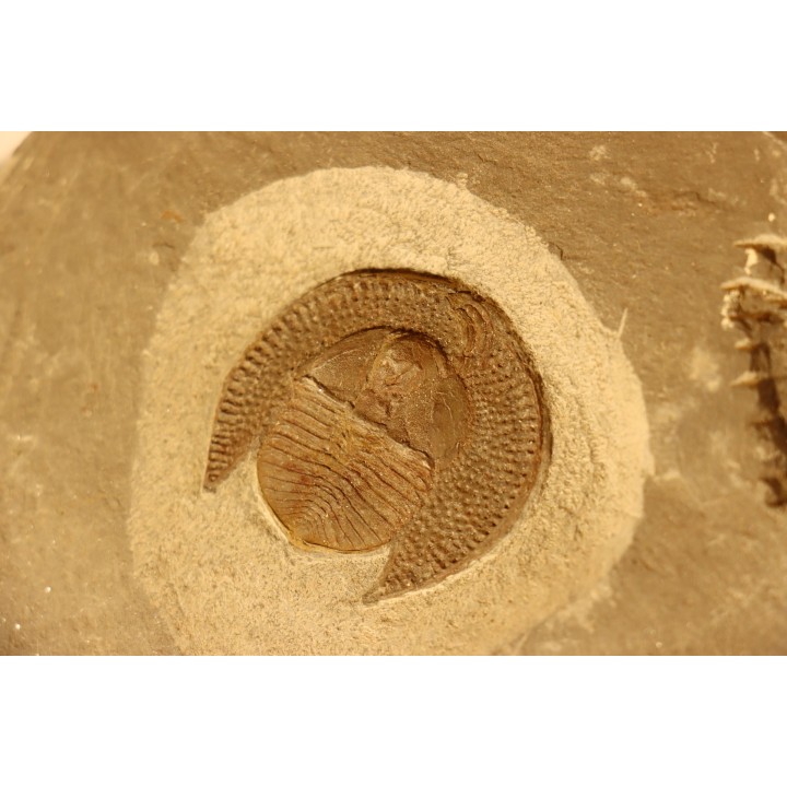 BLIND TRILOBITE: Declivolithus titan - ordovician - Ktaoua Fmt - Jbel Tijarfaiouine, MOROCCO