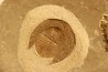 BLIND TRILOBITE: Declivolithus titan - ordovician - Ktaoua Fmt - Jbel Tijarfaiouine, MOROCCO