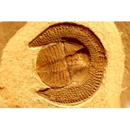 Trilobite aveugle: Declivolithus titan - ordovicien – Jbel Tijarfaiouine, MAROC