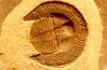 Trilobite aveugle: Declivolithus titan - ordovicien – Jbel Tijarfaiouine, MAROC
