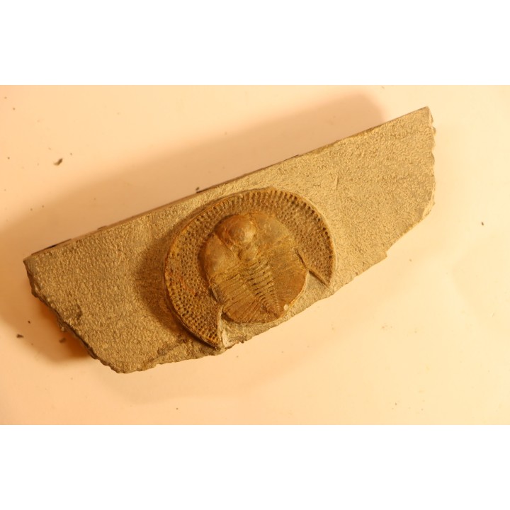 Trilobite aveugle: Declivolithus titan - ordovicien – Jbel Tijarfaiouine, MAROC