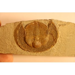Trilobite aveugle: Declivolithus titan - ordovicien – Jbel Tijarfaiouine, MAROC