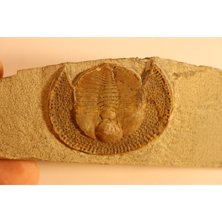 BLIND TRILOBITE: Declivolithus titan - ordovician - Ktaoua Fmt - Jbel Tijarfaiouine, MOROCCO