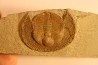 BLIND TRILOBITE: Declivolithus titan - ordovician - Ktaoua Fmt - Jbel Tijarfaiouine, MOROCCO