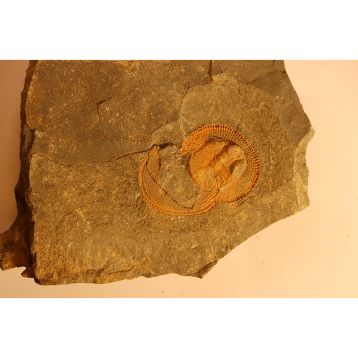 BLIND TRILOBITE: Declivolithus titan - ordovician - Ktaoua Fmt - Jbel Tijarfaiouine, MOROCCO
