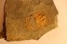 BLIND TRILOBITE: Declivolithus titan - ordovician - Ktaoua Fmt - Jbel Tijarfaiouine, MOROCCO