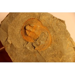 Trilobite aveugle: Declivolithus titan - ordovicien – Jbel Tijarfaiouine, MAROC