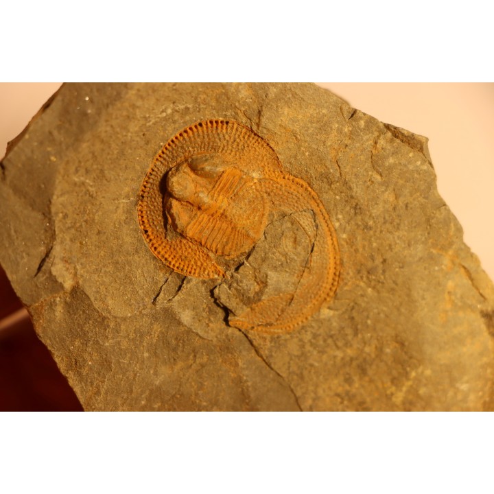 Trilobite aveugle: Declivolithus titan - ordovicien – Jbel Tijarfaiouine, MAROC