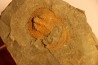 BLIND TRILOBITE: Declivolithus titan - ordovician - Ktaoua Fmt - Jbel Tijarfaiouine, MOROCCO