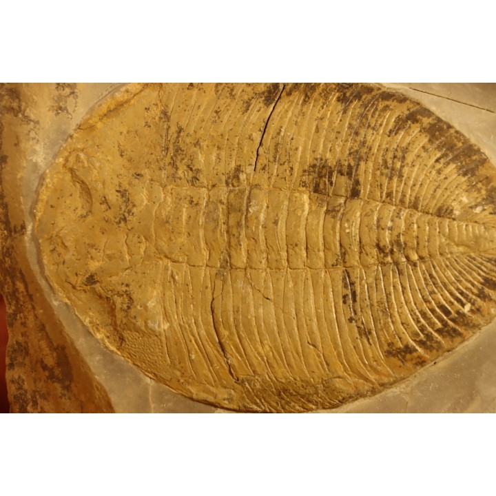 Eudolatites sp. - ordovician - Ktaoua Fmt - Jbel Tijarfaiouine, MOROCCO