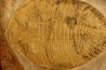 Eudolatites sp. - ordovician - Ktaoua Fmt - Jbel Tijarfaiouine, MOROCCO