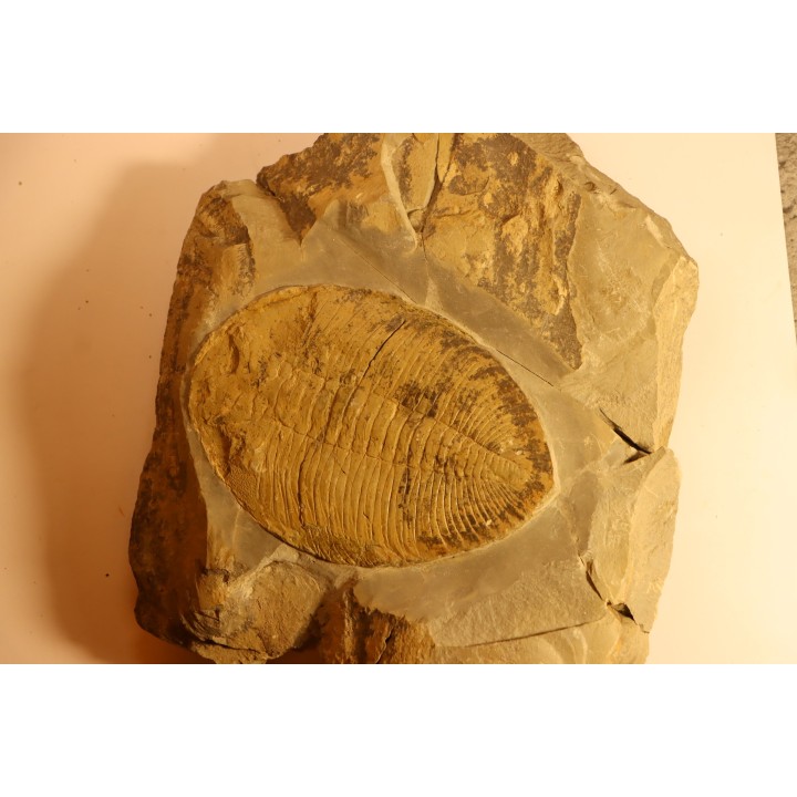 Eudolatites sp. - ordovicien – Jbel Tijarfaiouine, MAROC
