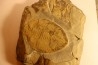 Eudolatites sp. - ordovicien – Jbel Tijarfaiouine, MAROC