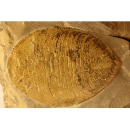 Eudolatites sp. - ordovician - Ktaoua Fmt - Jbel Tijarfaiouine, MOROCCO