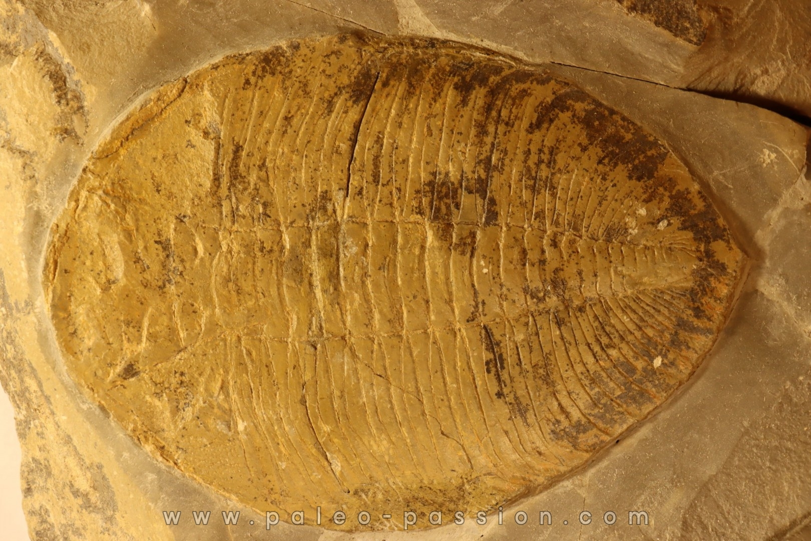 Eudolatites sp. - ordovician - Ktaoua Fmt - Jbel Tijarfaiouine, MOROCCO