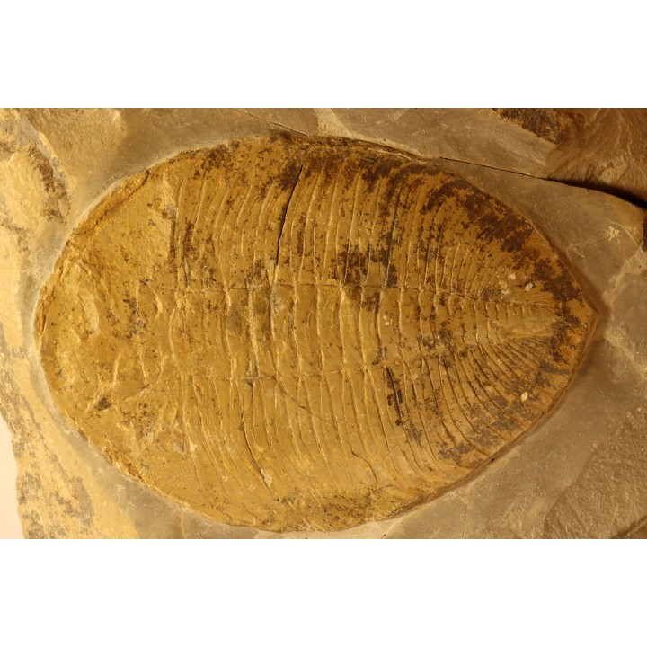 Eudolatites sp. - ordovician - Ktaoua Fmt - Jbel Tijarfaiouine, MOROCCO