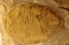 Eudolatites sp. - ordovician - Ktaoua Fmt - Jbel Tijarfaiouine, MOROCCO