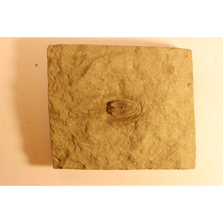 Parabathycheilus  gallicus (dean, 1965)  floian, ordovician  fezouata Fmt  Zagora, Morocco