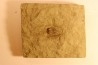 Parabathycheilus  gallicus (dean, 1965)  floien, ordovicien  fezouata Fmt  Zagora, Maroc