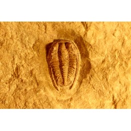 Parabathycheilus  gallicus (dean, 1965)  floien, ordovicien  fezouata Fmt  Zagora, Maroc