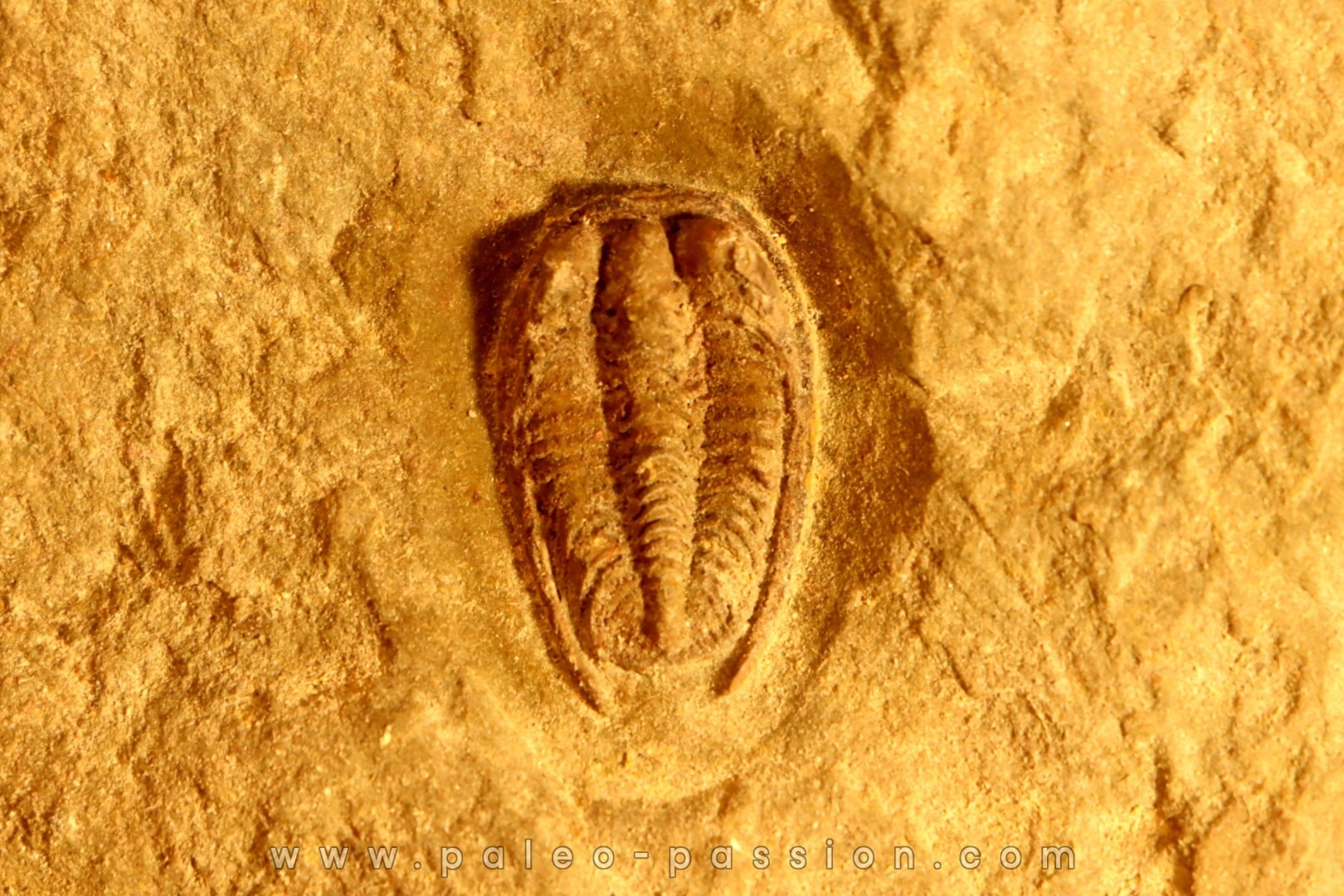 Parabathycheilus gallicus (dean, 1965) floian, ordovician fezouata Fmt Zagora, Morocco