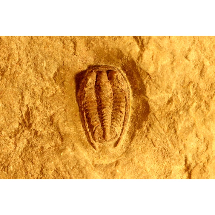 Parabathycheilus  gallicus (dean, 1965)  floian, ordovician  fezouata Fmt  Zagora, Morocco